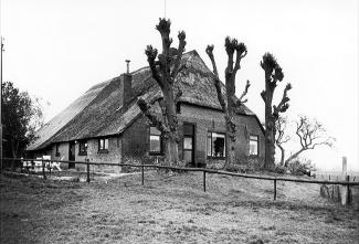 Hallehuisboerderij op een terp